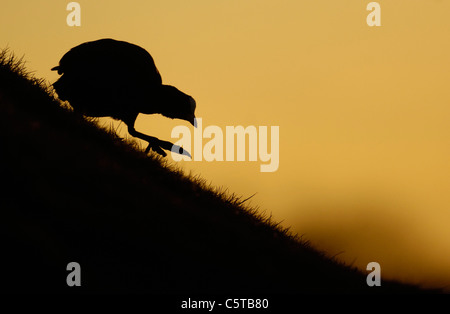 La folaga fulica atra la silhouette distintivo di una folaga man mano che si scende di una banca d'erba. Derbyshire, Regno Unito Foto Stock