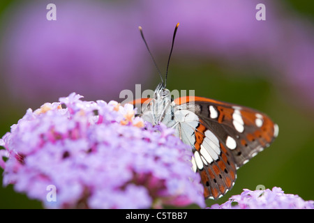 Bianco del sud Admiral Butterfly; Limenitis reducta; captive su verbena Foto Stock