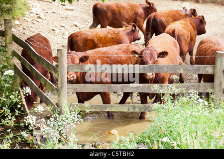 Vacche acqua potabile da un flusso in Cornwall Inghilterra REGNO UNITO Foto Stock