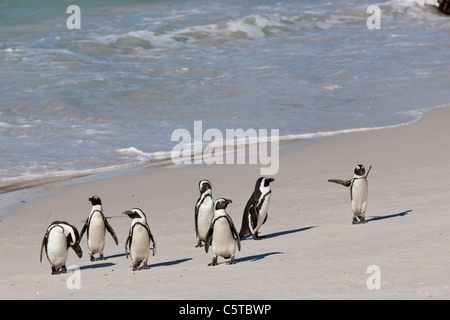 I Penguins africani (Spheniscus demersus) al massi colony a Cape Town, Sud Africa. Foto Stock