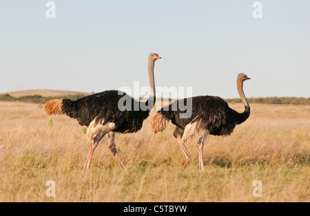 Coppia di struzzi (Struthio camelus) all'Addo Elephant Park in Sud Africa. Foto Stock