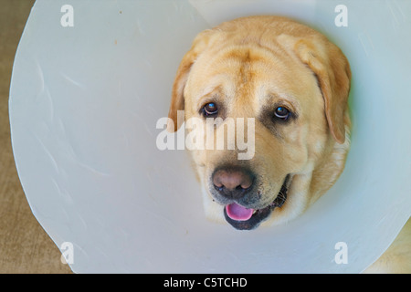 Triste vecchio labrador con indossando un cono della vergogna. Foto Stock