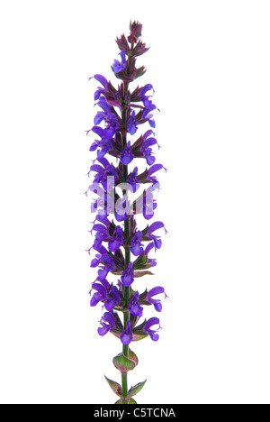 Salbeiblüte freigestellt - salvia fiore isolato 02 Foto Stock