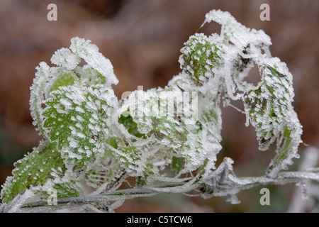 Rime frost, formata mediante congelamento di nebbia, depositato su rovo Rubus fruticosus foglie. Foto Stock