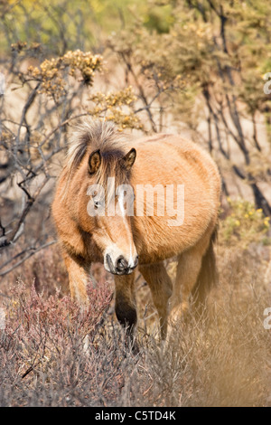 New Forest pony avanzamento sul nuovo gorse crescita dopo la bruciatura delle piante. Foto Stock