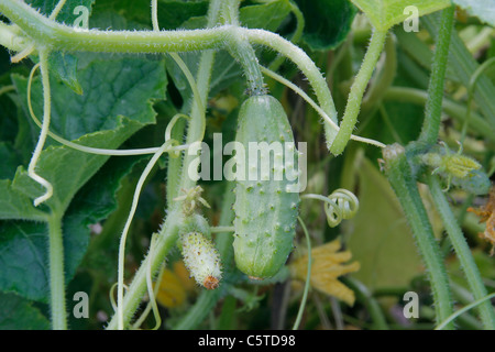 Mini cetriolo crescono nel giardino (varietà : 'Petit de Paris'). Cucumis sativus. Foto Stock