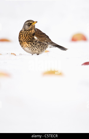 Allodole Cesene Beccacce Turdus pilaris in giardino in caso di gelo con  neve sul terreno Norfolk febbraio Foto stock - Alamy