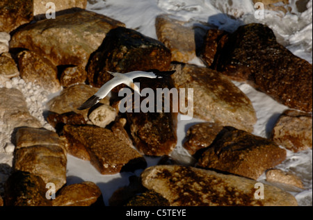 NORTHERN GANNET Morus bassanus un adulto volando a bassa quota sopra enormi massi che giace alla base di una scogliera. Maggio. East Yorkshire Foto Stock