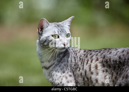 Mau Egiziano cat Foto Stock