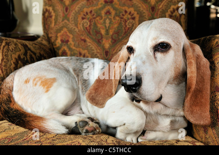 Il Basset Hound è un breve zampe razza di cane del hound famiglia. Essi sono il profumo hounds, allevati a caccia di conigli da profumo. Il loro Foto Stock