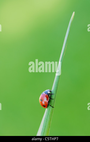 In Germania, in Baviera, sette-spot Ladybird (Coccinella septempunctata) sulla lama di erba, close up Foto Stock