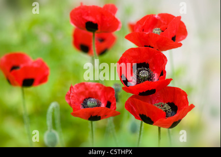 Ladybird poppy - Papaver commutatum papaveri Foto Stock