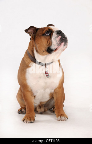 Bulldog inglese seduto contro uno sfondo bianco Foto Stock