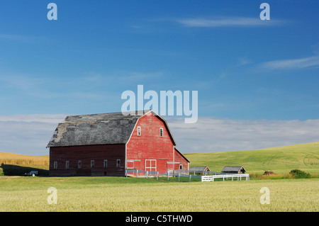 Stati Uniti d'America, Palouse, Whitman County, nello Stato di Washington, fienile nel campo Foto Stock