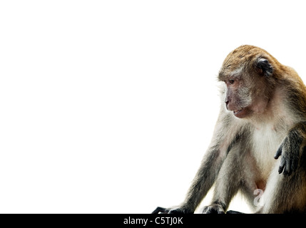 (Scimmia macaco Long-Tailed) isolato su bianco in corrispondenza del bordo del telaio Foto Stock