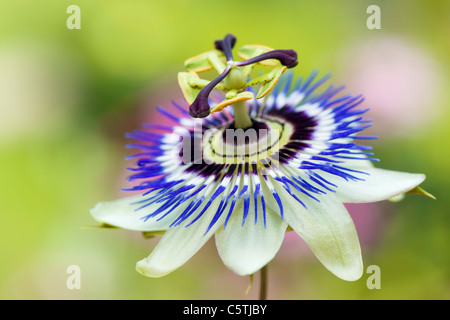 Close-up/macro immagine della vibrante Passiflora caerulea estate fiore, noto anche come il Blu fiore della passione. Foto Stock