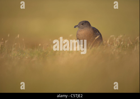 Grande skua Stercorarius skua un sub-adulto su open moorland all'alba. Settembre. Le isole Shetland, Scotland, Regno Unito Foto Stock