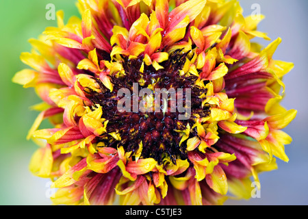 Gaillardia singolo 'Pantomime' coperta fiore fiori Foto Stock