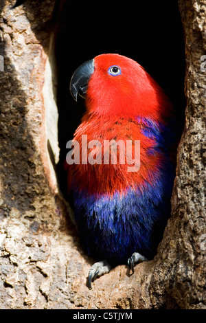 Femmina pappagallo Eclectus (Eclectus roratus), close-up Foto Stock