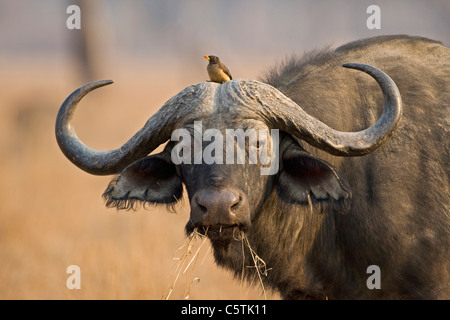 Africa, Zambia, bufali (Syncerus caffer), ritratto Foto Stock