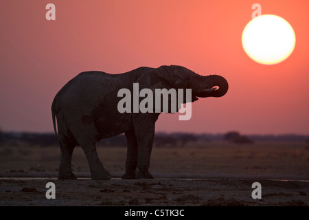 Africa, Botswana, dell' elefante africano (Loxodonta africana) al tramonto Foto Stock