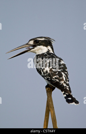 Africa, Botswana, un pied Kingfisher (Ceryle rudis) Foto Stock