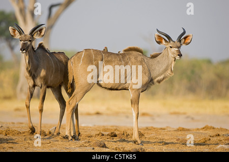 Africa, Botswana, maggiore Kudus (Tragelaphus strepsiceros) Foto Stock