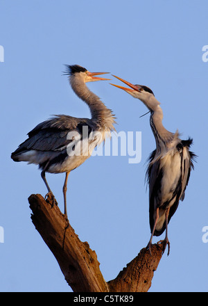 Airone cenerino Ardea cinerea un adulto coppia interagire uno con l'altro prima dell'accoppiamento. Marzo. Nottinghamshire, Regno Unito Foto Stock