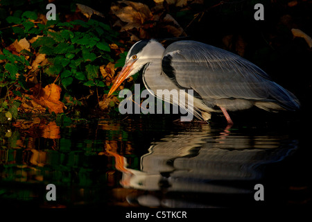 Airone cenerino Ardea cinerea un adulto la pesca nel fiume Lea in Hackney, Londra. Novembre. Fiume Lea, London, Regno Unito Foto Stock