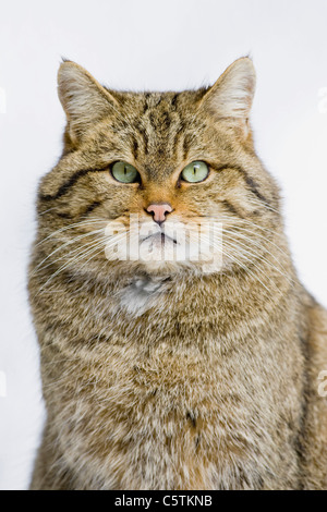 Gatto selvatico (Felis sylvestris), ritratto, close-up Foto Stock