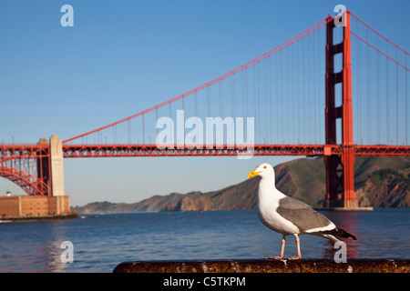Stati Uniti, California, San Francisco, Seagull nella parte anteriore del Golden Gate bridge Foto Stock