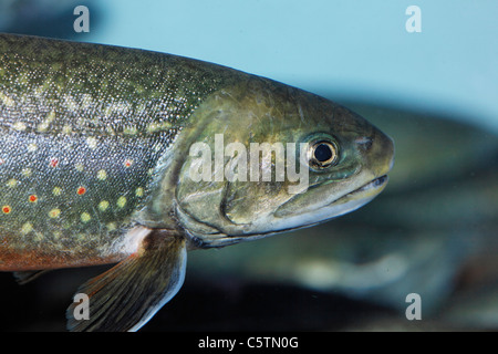 In Germania, in Baviera, Tegernsee, Close up di trota di fiume Foto Stock