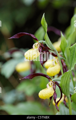 In Germania, in Baviera, signora giallo pantofola fiore, close up Foto Stock