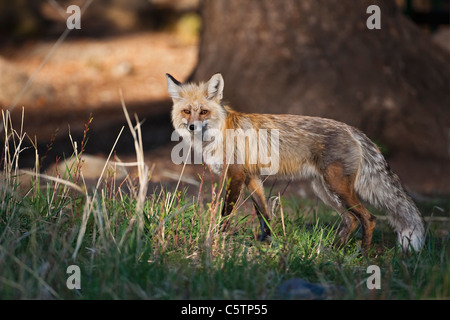 Stati Uniti d'America, Yellowstone Park, la volpe rossa ((Vulpes vulpes vulpes), vista laterale Foto Stock