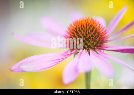 Close-up immagine della fioritura estiva orientale Coneflower Viola - Echinacea purpurea, fiori di colore rosa, immagine presa contro un sfondo morbido Foto Stock
