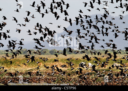 Costa Rica, battenti gregge di rosso-fatturati sibilo duck a parco nazionale palo verde Foto Stock