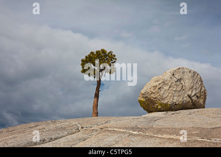 Stati Uniti d'America, in California, del Parco Nazionale Yosemite, Olmsted point, roccia granitica e Jeffrey Pino (Pinus jeffreyi) Foto Stock