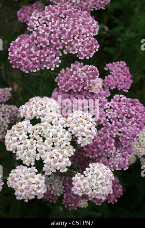 Fioritura bianco e viola Achillea Achillea millefolium Foto Stock