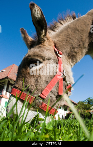 Ritratto di asino (Equus asinus asinus), close up Foto Stock