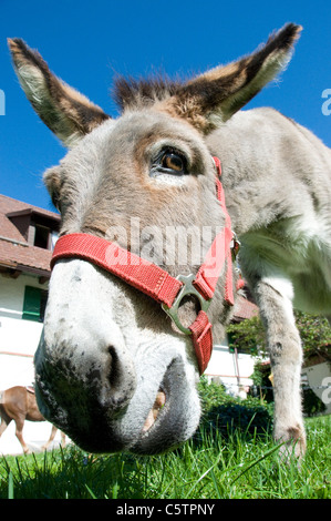 Ritratto di asino (Equus asinus asinus), close up Foto Stock