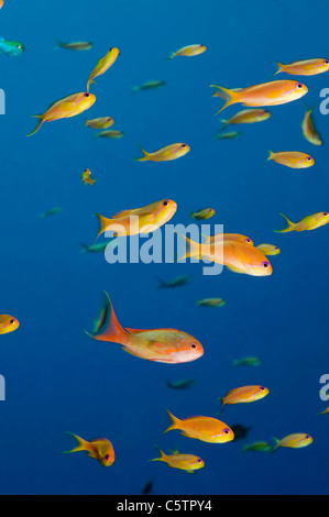 Egitto, Mar Rosso, Lyretail Anthias (Pseudanthias squamipinnis) Foto Stock