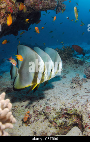 Egitto, Mar Rosso, Circolare (batfish Platax orbicularis) Foto Stock