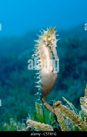 Egitto, Mar Rosso, spinoso cavalluccio marino (ippocampo jayakari) Foto Stock