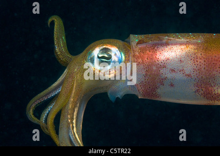Egitto, Mar Rosso, Reef Bigfin Squid (Sepioteuthis lessoniana), vista laterale, close-up Foto Stock