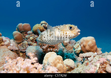 Egitto, Mar Rosso, Yellowspotted burrfish (Cyclichthys spilostylus) Foto Stock