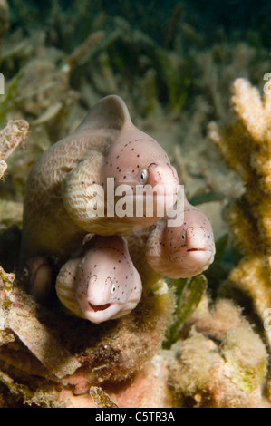 Egitto, Mar Rosso, pepati murene (la Siderea grisea) Foto Stock