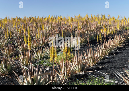 Spagna Isole Canarie Fuerteventura, piantagione di aloe vera Foto Stock