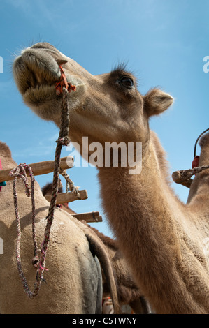 Camel attende il ritorno dei turisti cinesi ed ha effettuato il Mingsha dune di sabbia, Dunhuang, provincia di Gansu, Cina Foto Stock