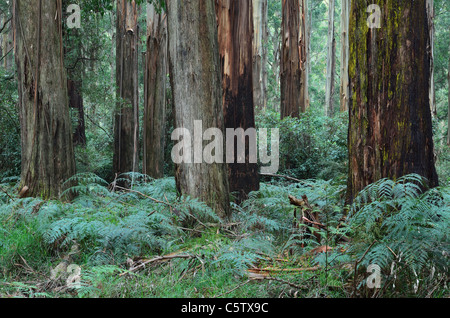 Australia, Victoria, Dandenong Ranges, Dandenong Ranges National Park, la vista della montagna della foresta di cenere Foto Stock