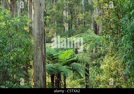 Australia, Victoria, Dandenong Ranges, Dandenong Ranges National Park, la vista della montagna della foresta di cenere Foto Stock